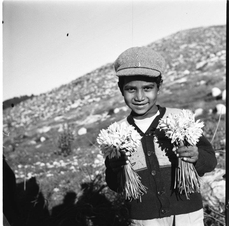ילד מוכר רקפות מסילת ציון 1956