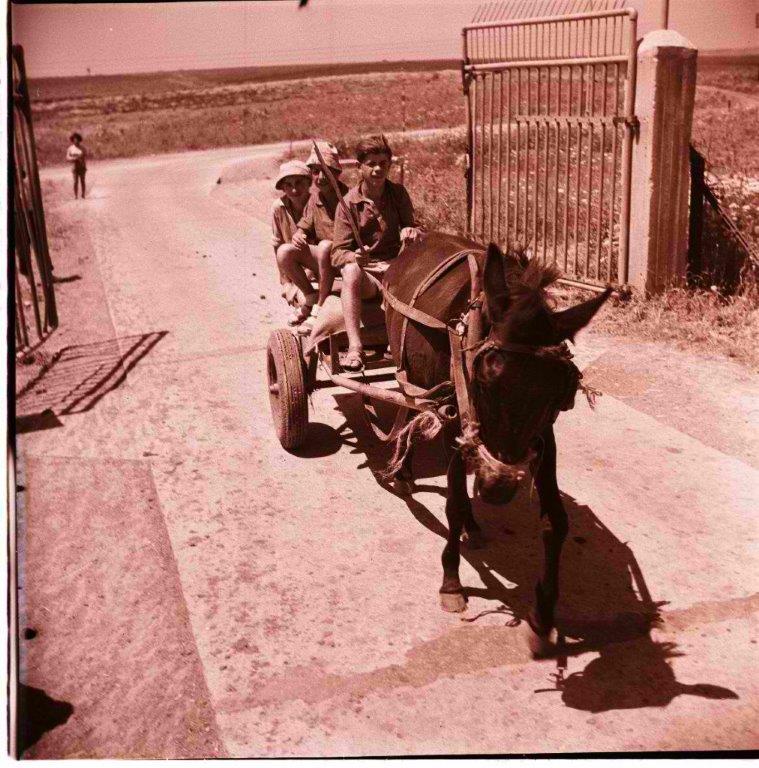 ילדים עגלונים קיבוץ חולדה 1953