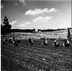 עבודות גננות בחוות הלימוד, ירושלים, אפריל 1955