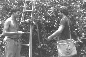 ARNOLD BEYER FROM SOUTH AFRICA AND ISAAC MISRAKHI FROM RHODESIA WORKING AS VOLUNTEERS IN APPLE ORCHARD OF KIBBUTZ DAPHNA.